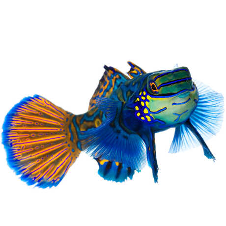 Mandarin Dragonet, Synchiropus splendidus
