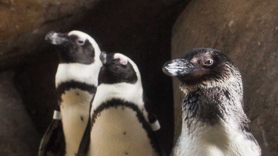 Three African penguins pose for the camera
