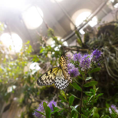 Butterfly perched on a flower in the Osher Rainforest