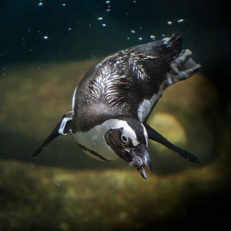 African penguin swimming