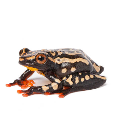 Riggenbach's reed frog