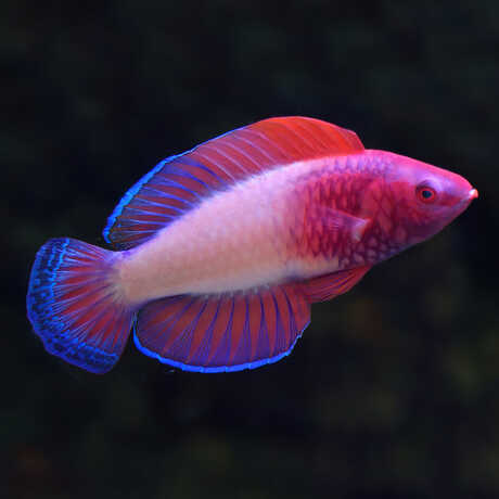 Rose-Veiled Fairy Wrasse