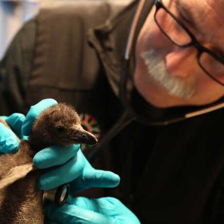 Academy veterinarian Freeland Dunker examines an African penguin chick with a stethoscope