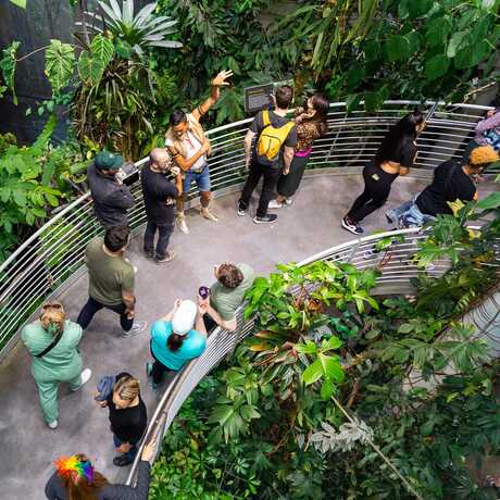 Visitors exploring the Academy's rainforest